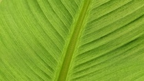 植物纤维检测