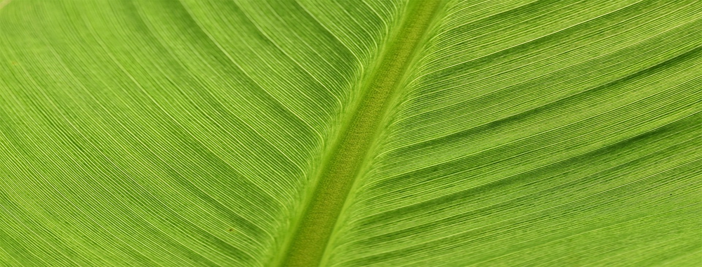 植物纤维检测