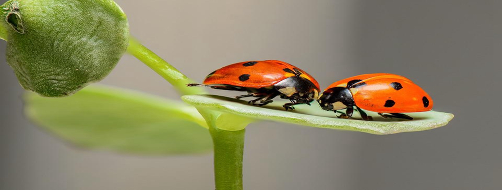 昆虫检测