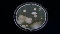 霉菌污染原因分析